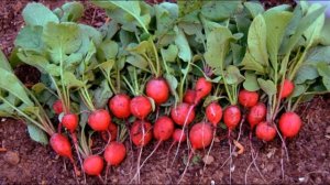 Осенний редис