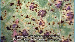 Болезни мальвы