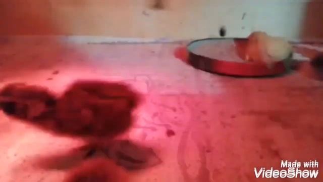 Мои Селадоны от яйца до яйца