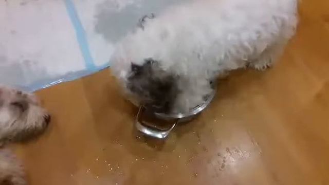 Мыша копает воду смотреть онлайн