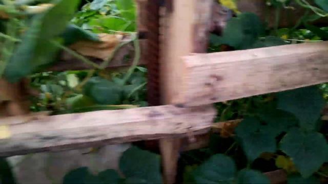 Огурец.Теплица.Узв. смотреть онлайн