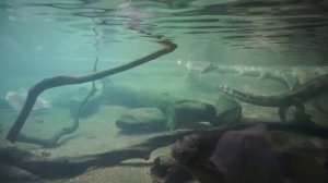 Bronx Zoo Complete Tour New York #bronxzoo #NewYork