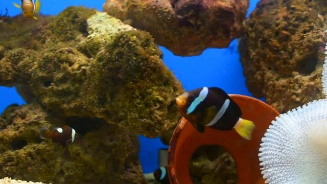 The Best 4K Aquarium ? 3 Hours of Beautiful Coral Reef Fish - Relax Sleep Meditation Piano Music смотреть онлайн