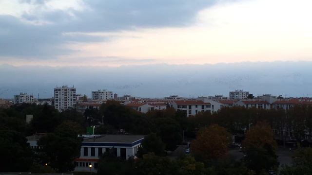 Вечерние новости. Бешеные птицы!!! смотреть онлайн