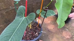 แม่พันธุ์ Anthurium Big Bill / King / Queen สายไม้เขียว สวนเอวาฟาร์ม 888 ปากช่อง | Live | สวนอุ่นดิ