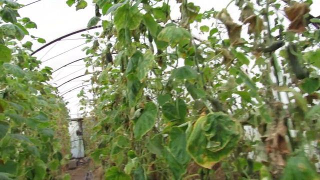 Огурец Ягуар с ноябре . Лебединая песня.... смотреть онлайн