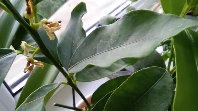 Комнатные цветы в жару, полив и уход. Цветут пеларгонии, орхидеи, ахименесы, фиалки и другие цветы смотреть онлайн