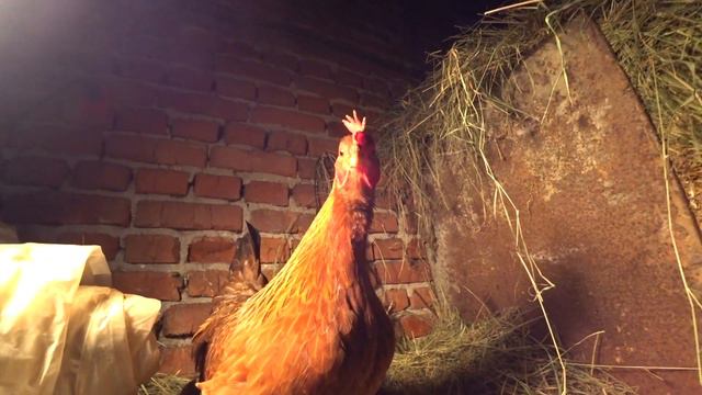 ДИВОВИЖНО! Моя курка несе Золоте яйце... Crazy Chickens #1 смотреть онлайн