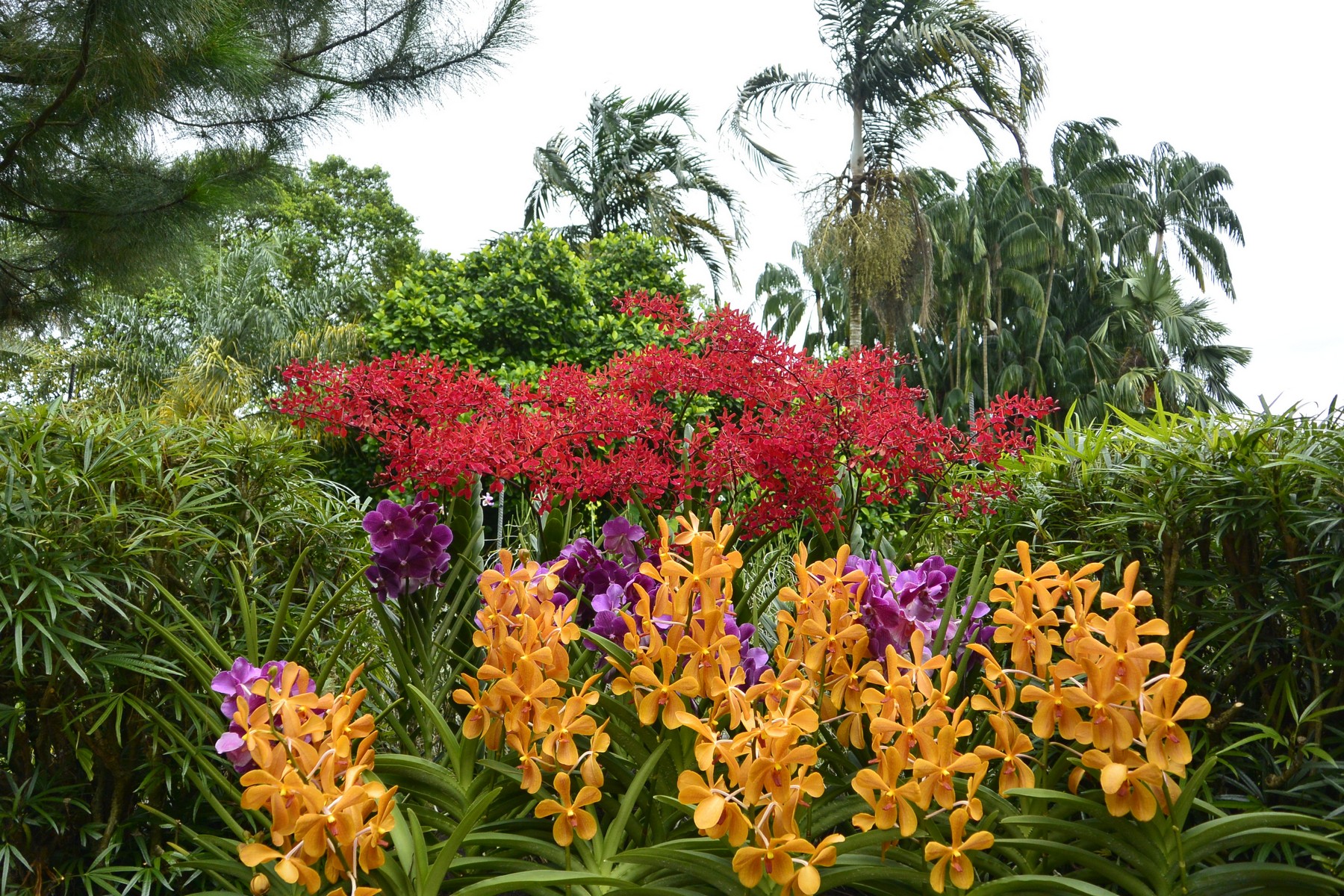 Сингапурский Ботанический сад сад орхидей