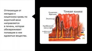 Пищеварительная система. Тема 36. Пищеварение в желудке и кишечнике. Регуляция пищеварения