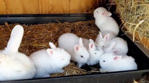 кролики 3 недели