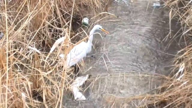 Цапля ловит рыбу, Кайкармет, Тараз. смотреть онлайн