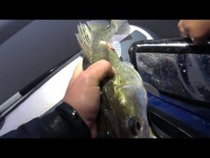 ПОЙМАТЬ И ПЕРЕТЕРПЕТЬ ЛЮБОЙ ЦЕНОЙ! РЫБАЛКА НА СПИННИНГ