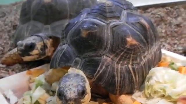 Лучистые черепахи Astrochelys radiata едят