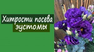 Хитрости посева эустомы