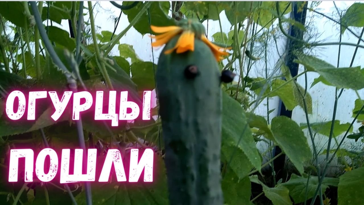 Огурцы пошли. Собирайте огурцы правильно!