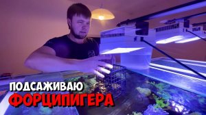 Подсаживаю новичка, бабочку Форципигера | Морской аквариум