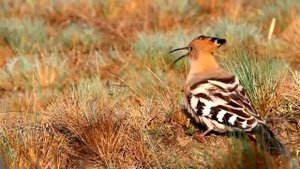 Птица упомянутая в Коране.