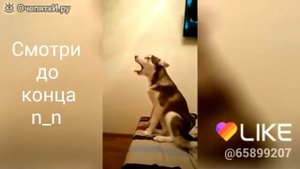 Хозяин ругает хаски (Видео с сайта Очепятки.ру)