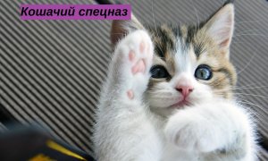 ✅Котики наше все❤️❗️
✔️или кошачий спецназ.?