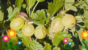 Крыжовник обыкновенный. Краткий обзор, описание характеристик, где купить саженцы ribes uva-crispa