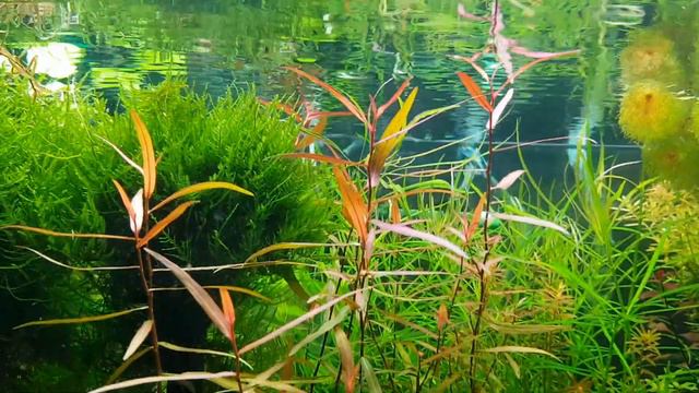 полигонум Сан Пауло смотреть онлайн