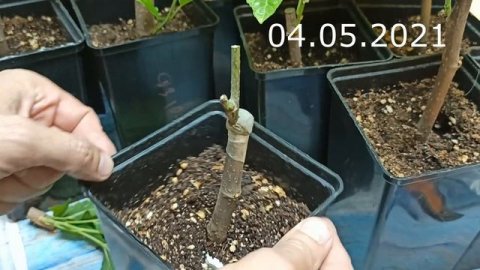 Прививка Пакистанской Шелковицы // Grafting of a white Pakistani mulberry (Saharanpur)