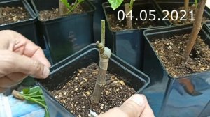 Прививка Пакистанской Шелковицы // Grafting of a white Pakistani mulberry (Saharanpur)