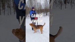 Шарпей метис в приюте