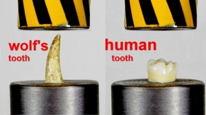 HYDRAULIC PRESS VS THE WOLF'S TOOTH