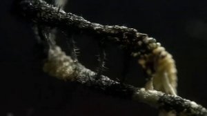 Чем отличается от классических чужих, его появление в фильме чужой:завет