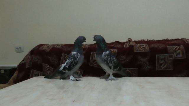 Бухарские Голуби, В подарок от Ака Мумина,Bukhara Pigeons,As a gift from Aka Mumin Tauben Pigeons!! смотреть онлайн