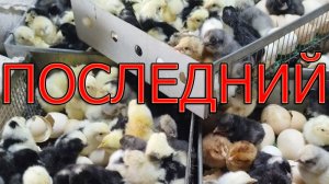 Инкубация в жару, ПОСЛЕДНИЙ вывод цыплят 2023