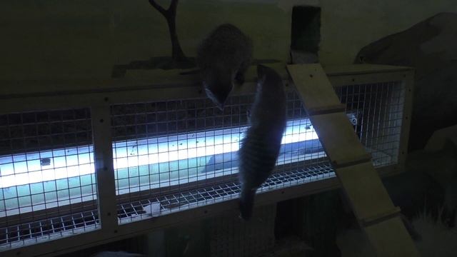 Челябинск - прогулка по Зоопарку - июль 2019 - часть 1 смотреть онлайн