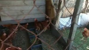 Куры ИСПАНКА и РЕД-БРО.  Вес яиц с двумя желтка.