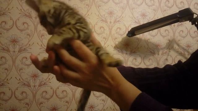 Мальчик бенгальчик купить Золото бенгалов, питомник бенгальских кошек Екатеринбург,бенгальские кошк