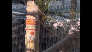 КАПИБАРЫ В САФАРИ ПАРКЕ КРАСНОДАР?ОБЗОР САФАРИ ПАРКА КРАСНОДАР