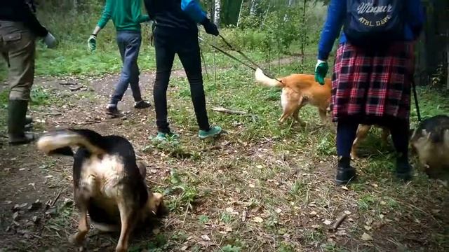 Один день в приюте Красная сосна смотреть онлайн