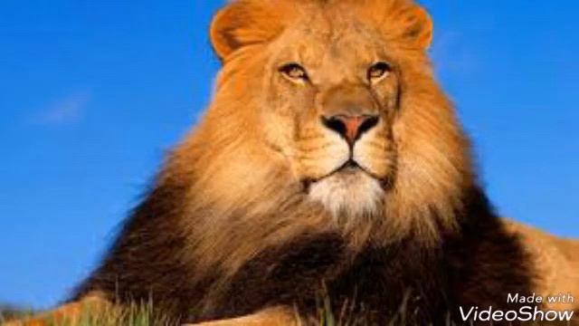 Львы|Семейство кошачих смотреть онлайн