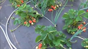 НАБИЛА  -  одна из клубничных новинок 2018 года. / 10.06.19.