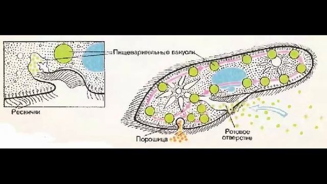 Пищеварения инфузории туфельки. Пищеварительная система инфузории. Питание инфузории туфельки. Пищеварительные вакуоли инфузории туфельки.