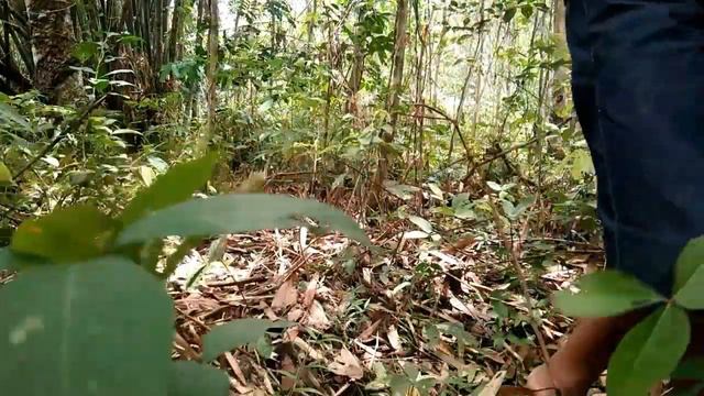 BUSHCRAFT INDONESIA - SOLO SURVIVAL BIKIN BIVAK DAN COOKING BAKAR IKAN HUTAN BELANTARA смотреть онлайн