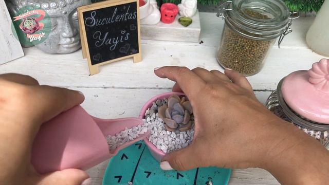 Trasplantando  mas platica смотреть онлайн