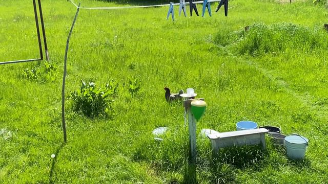 Природа в родной деревне... Рязанская область, Касимовский район, посёлок Крутоярский смотреть онлайн