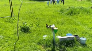 Природа в родной деревне... Рязанская область, Касимовский район, посёлок Крутоярский