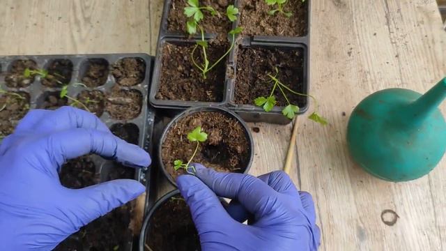 Сельдерей . Как пикировать и чем подкормить. смотреть онлайн