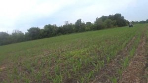 Подкормка кукурузы карбамидом, спешим до дождя