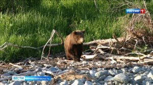 В Кировской области охотники добыли медведя, зараженного опасным для человека заболеванием