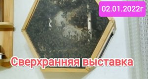 Пчелы. Заселение пчёл в стеклянный улей (Bee.)