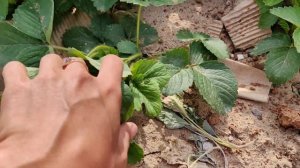 Обзор ягодника. #Берегиня #Боровицкая #Руяна